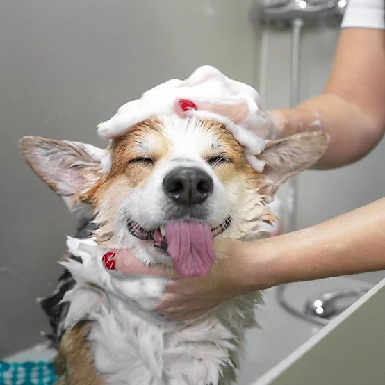4health Unscented Deshedding Dog Shampoo, 32 oz.