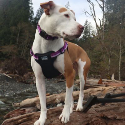 Coastal Pet K9 Explorer Harness, Orchid