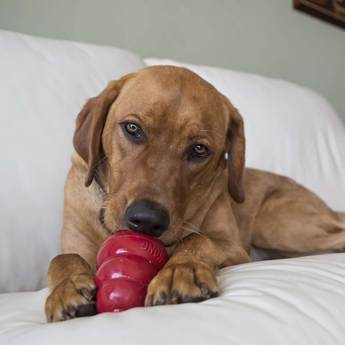 KONG Snacks® Liver Large Dog Treat