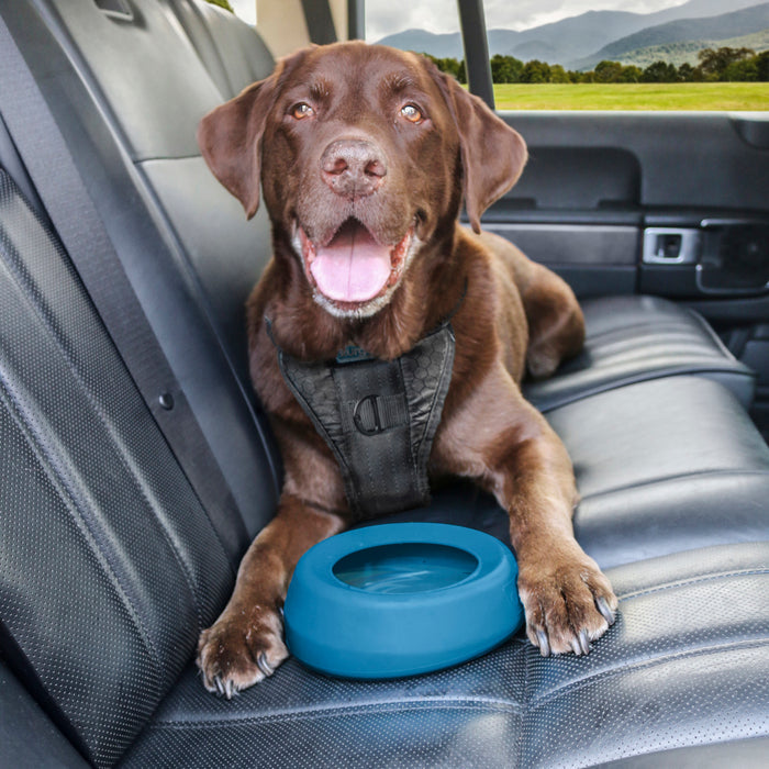 Dog using Kurgo splash free wander water bowl