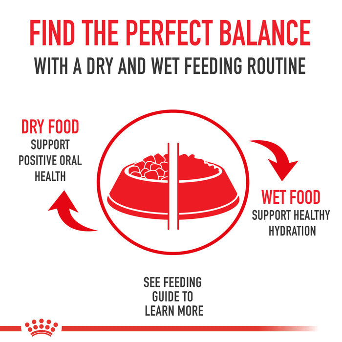 Royal Canin Breed Health Nutrition® Shih Tzu Loaf In Sauce Dog Food, 3 oz, 6-pack