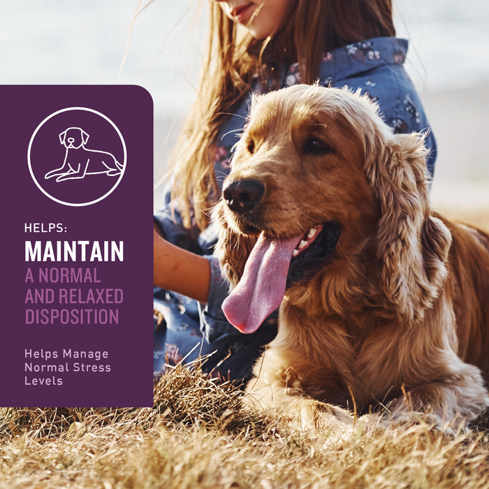 VetIQ Calming Dog Chew 60ct